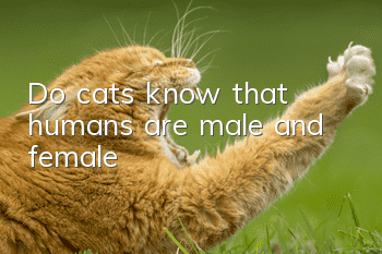 Do cats know that humans are male and female?