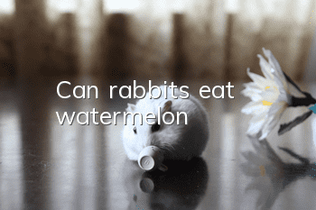 Can rabbits eat watermelon?