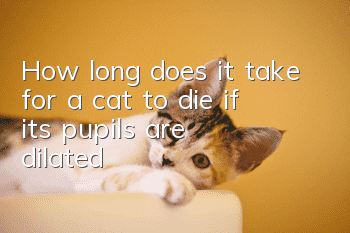 How long does it take for a cat to die if its pupils are dilated?