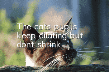 The cat's pupils keep dilating but don't shrink