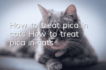 How to treat pica in cats? How to treat pica in cats?