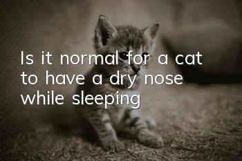 Is it normal for a cat to have a dry nose while sleeping?