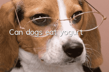 Can dogs eat yogurt?