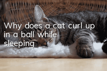 Why does a cat curl up in a ball while sleeping?