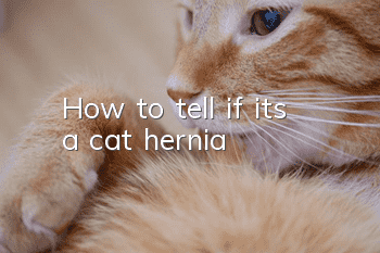 How to tell if it’s a cat hernia?