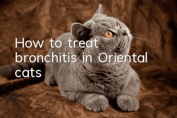 How to treat bronchitis in Oriental cats?