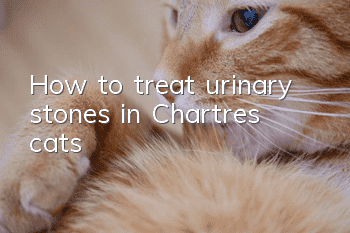 How to treat urinary stones in Chartres cats?