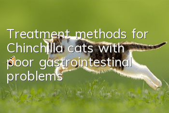 Treatment methods for Chinchilla cats with poor gastrointestinal problems