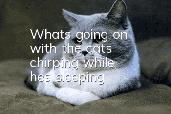 What's going on with the cat's chirping while he's sleeping?