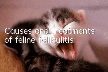 Causes and treatments of feline folliculitis