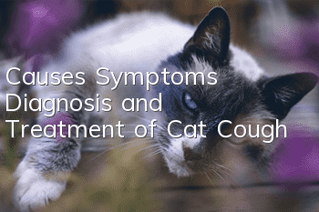 Causes, Symptoms, Diagnosis and Treatment of Cat Cough