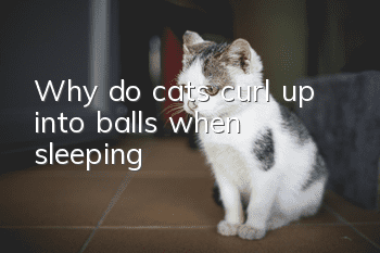 Why do cats curl up into balls when sleeping?