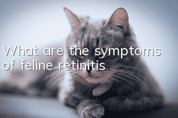 What are the symptoms of feline retinitis?