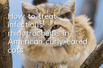 How to treat infectious rhinotracheitis in American curly-eared cats?