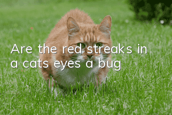 Are the red streaks in a cat’s eyes a bug?