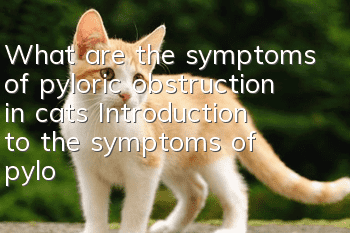 What are the symptoms of pyloric obstruction in cats? Introduction to the symptoms of pyloric obstruction