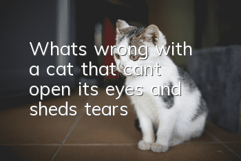What's wrong with a cat that can't open its eyes and sheds tears?
