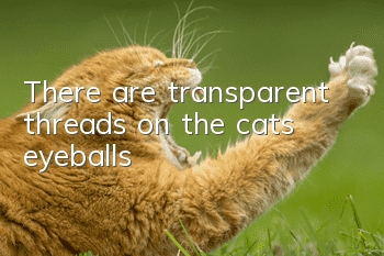 There are transparent threads on the cat’s eyeballs