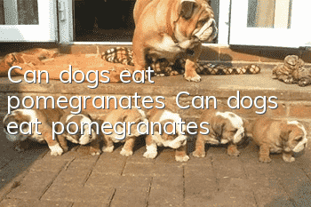 Can dogs eat pomegranates? Can dogs eat pomegranates?