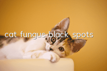 cat fungus black spots