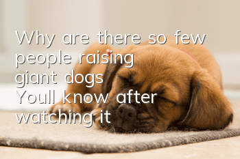 Why are there so few people raising “giant dogs”? You’ll know after watching it!