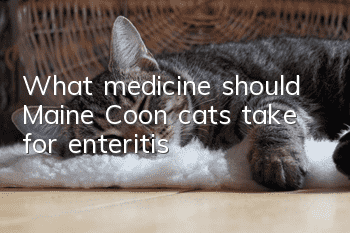 What medicine should Maine Coon cats take for enteritis?