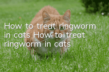 How to treat ringworm in cats How to treat ringworm in cats