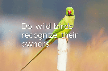 Do wild birds recognize their owners?