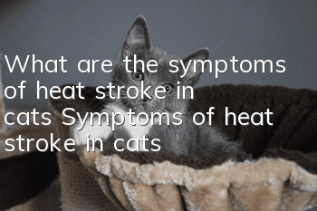 What are the symptoms of heat stroke in cats? Symptoms of heat stroke in cats