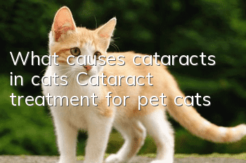 What causes cataracts in cats? Cataract treatment for pet cats