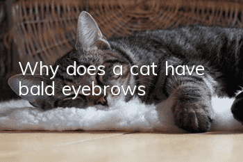 Why does a cat have bald eyebrows?
