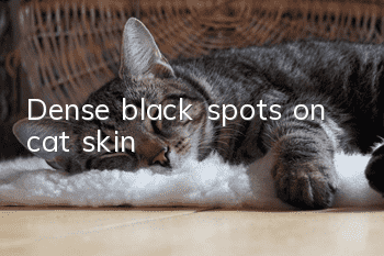 Dense black spots on cat skin