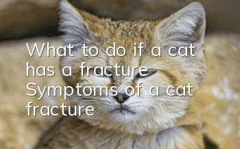 What to do if a cat has a fracture? Symptoms of a cat fracture
