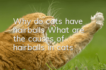 Why do cats have hairballs? What are the causes of hairballs in cats?