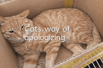 Cat's way of apologizing