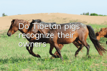 Do Tibetan pigs recognize their owners?