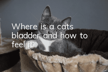 Where is a cat’s bladder and how to feel it?