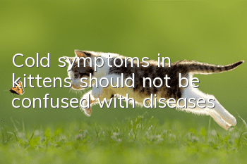Cold symptoms in kittens should not be confused with diseases