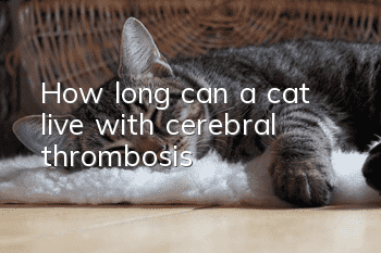 How long can a cat live with cerebral thrombosis?