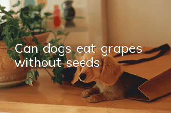 Can dogs eat grapes without seeds?