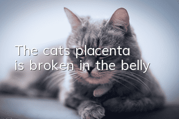 The cat’s placenta is broken in the belly