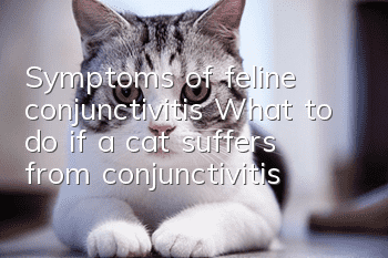 Symptoms of feline conjunctivitis What to do if a cat suffers from conjunctivitis