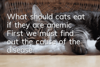 What should cats eat if they are anemic? First, we must find out the cause of the disease