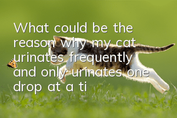 What could be the reason why my cat urinates frequently and only urinates one drop at a time?