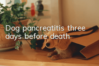 Dog pancreatitis three days before death