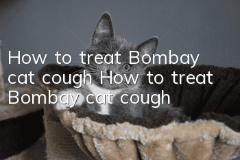 How to treat Bombay cat cough How to treat Bombay cat cough