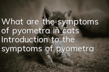 What are the symptoms of pyometra in cats? Introduction to the symptoms of pyometra