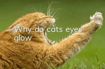Why do cats’ eyes glow?