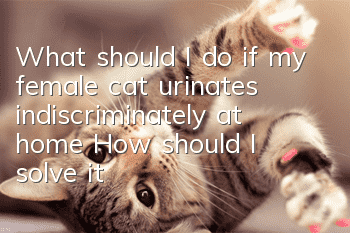 What should I do if my female cat urinates indiscriminately at home? How should I solve it?