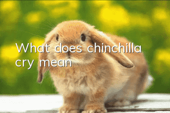 What does chinchilla cry mean?